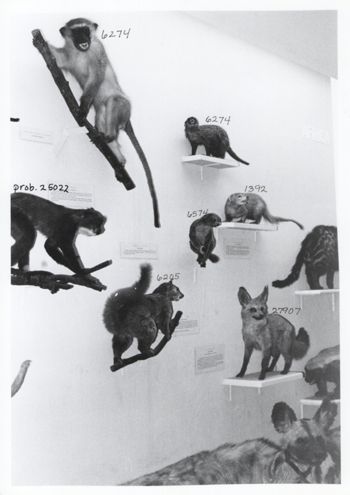 Media type: image; Mammalogy 6187 shows cataloged_item 25022 shows cataloged_item 6205 shows cataloged_item 6244 shows cataloged_item 1392 shows cataloged_item 6574 shows cataloged_item 27907 Description: Image of historic display showing MCZ 6187, MCZ 25022, MCZ 6205, MCZ 6244, MCZ 1392, MCZ 6574, and MCZ 27907;